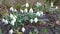 White snowdrops in the spring morning,Â Snowdrop or common snowdrop,Â Spring flowers - snowdrops